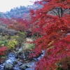 熱海梅園の紅葉