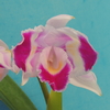 Cattleya trianae trilabelo `Illusion' 