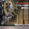 ダヴィデ＆レックス〜ローマ警察シェパード犬刑事☆部門別ランキング① REXアクション編