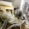 しろごまあん70日目