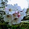 早番帰り、夕方の桜