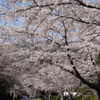 下北山村の桜