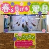 みとしーラボの生き物 2024春　前編