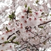 桜の村松公園