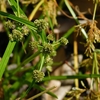 Cyperus difformis　タマガヤツリ