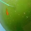金魚の青水 低温化で再び薄まる