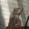 高岡古城公園動物園　＃ケープハイラックス　＃美味しいハンバーガー🍔