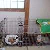 ニゴくん6才になる