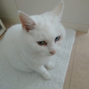 一人暮らしノラの先輩面