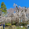 【国府台】真間山弘法寺の伏姫桜と手児奈橋公園のソメイヨシノ March 2018
