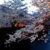 一の坂川の夜桜