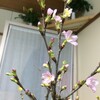 冬に咲く啓翁桜