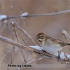 今日の野鳥　オオジュリン