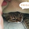 うちの愛猫の暖の取り方が可愛すぎなんだが