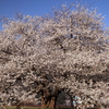 箱根・芦ノ湖　湖畔の一本桜訪問記（2017/4/29）