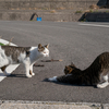 地元漁港のねこさん