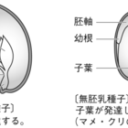 小学生の理科入門 植物 有胚乳種子と無胚乳種子違い Cmoからのお知らせ 小学生の理科入門 植物 有胚乳種子と無胚乳種子違い Cmoからのお知らせ