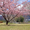 神奈川県南足柄市　　南足柄市運動公園　桜 と メジロ