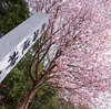 北海道神宮東駐車場の桜は毎年早咲きです