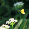 韮の花に来たモンキチョウ