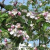 並木のリンゴにも花が咲き始めました。