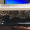 ついに購入☆キーボードを猫から守ってくれるやつ～キングジム　デスクボードを買ってみた～