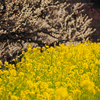 浜離宮恩賜庭園「菜の花畑＋α」(2017.02.22)