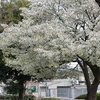 サクラ、さくら、桜、sakura