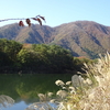 急遽　河口湖へ向かいます。　青木ヶ原樹海も紅葉