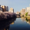 大岡川の桜