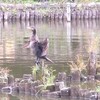 飲んだくれながら善福寺公園を散歩する（7月18日のこと）