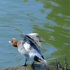 浮間公園で撮影してきました、その６。