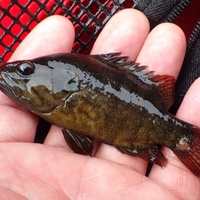 絶滅危惧種 オヤニラミが関東に オヤニラミってどんな魚 Momoブログ