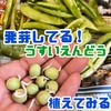 市販のうすいえんどう豆が発芽していたので畑に植えてみました