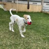 小さな訪問犬