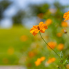 夏の花と秋の花：呉羽山公園