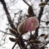 シデコブシの花が咲きはじめた