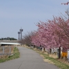 「河津桜」犀川桜千本の会（後編）