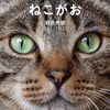 猫又（猫ミーム × 柴又(2号.)）