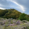 藤の花　４月17日