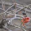 1月の野鳥