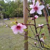 花博記念公園アーモンドの森と小ネタ集