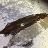 2回目のエギング 