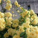 むかし地震