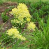 キバナカラマツソウの花