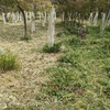 三重県立上野森林公園