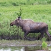 PotterMarshのヘラジカ(Moose)