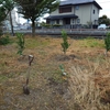 ステーション農地植栽完了