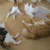 猫達で会議中。