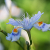 すがすがしいシャガの花